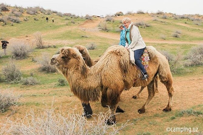 2 Days of Tour in Yurt Camp and Aydarkul - The morning camel ride
