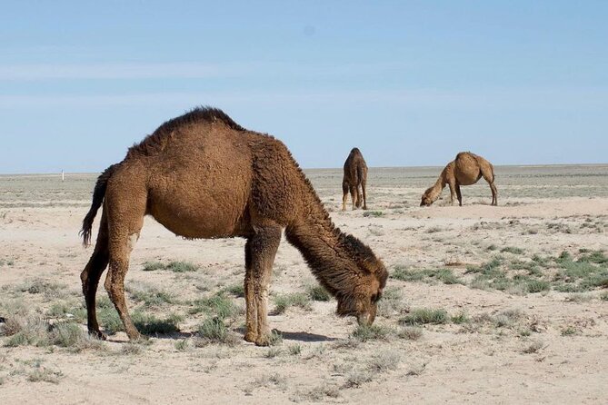 2 Days Private Tour To Aral Sea from Nukus. - Leaving Nukus for Kungrad and Moynak