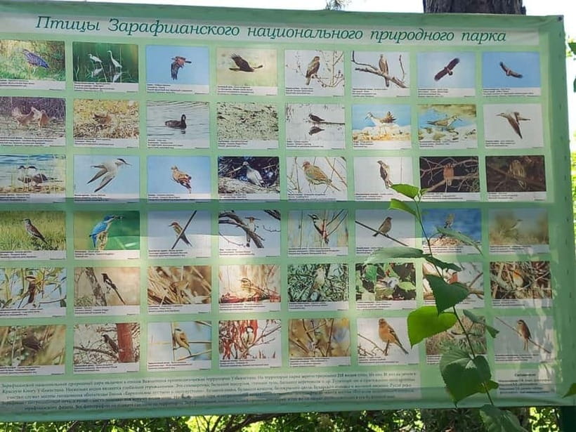 Bird Watching Tours in Samarkand - Zeravshan Reserve, the easiest first stop from Samarkand