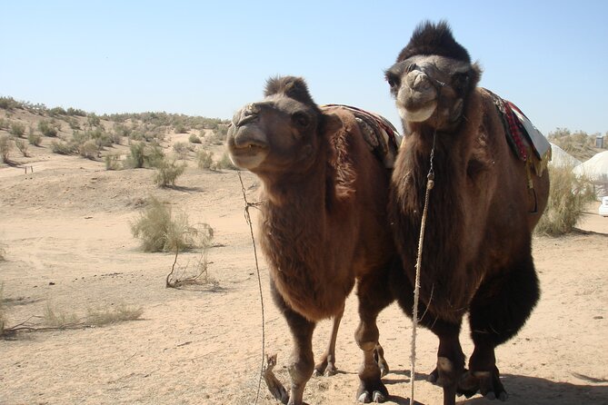 Desert Yurt Camp tour - 2 days (shared) - What the $206 price really covers