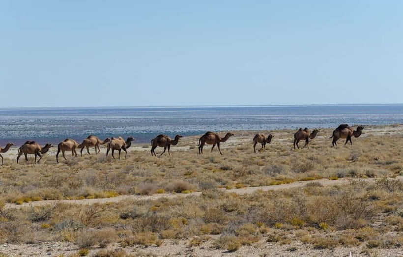 From Khiva To Aral Sea 2-Days One Night In Yurt Stay - Why the Aral Sea journey matters